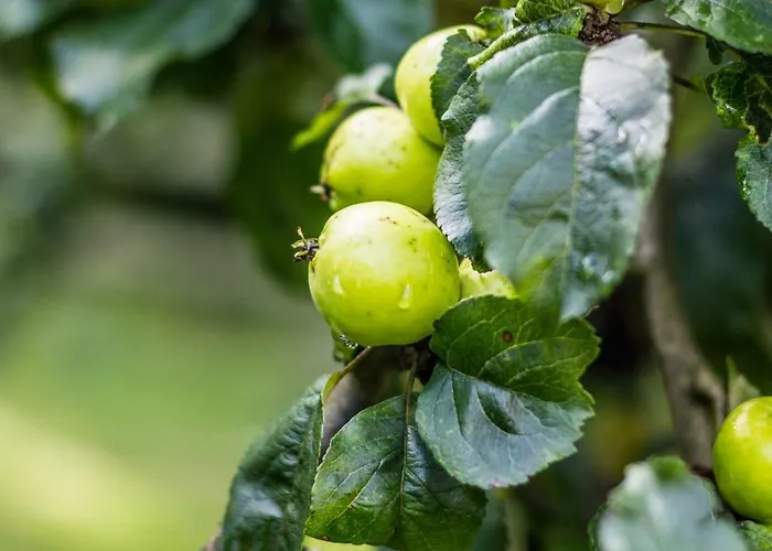 Kaszubski Reset * Lakie (Bytow)